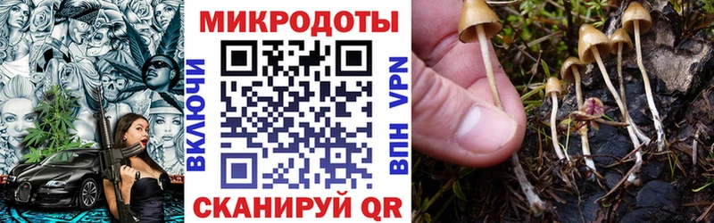 хочу наркоту  Губкинский  Псилоцибиновые грибы Cubensis 